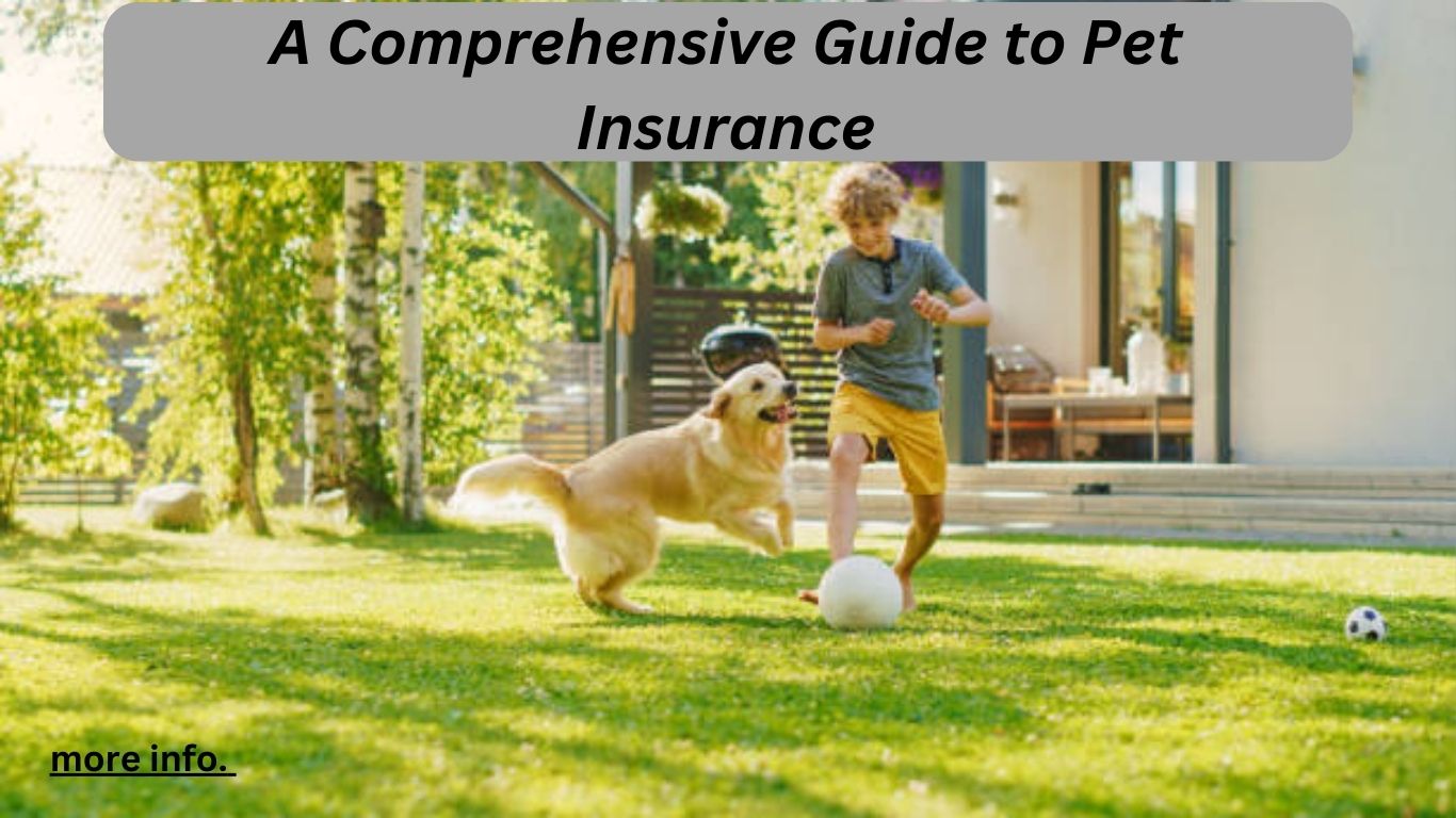 A Comprehensive Guide to Pet Insurance.